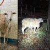 Soaking Wet Sheep Rescued After Being Found Tied To Tree In Brooklyn